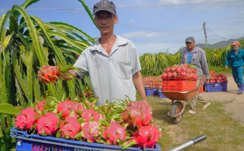 Xuất khẩu thanh long lao dốc