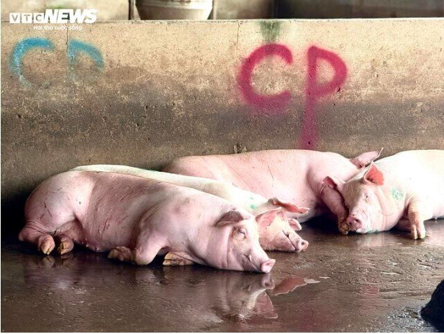 Diễn biến mới nhất vụ Công ty C.P. Việt Nam bị tố bán thịt heo bệnh