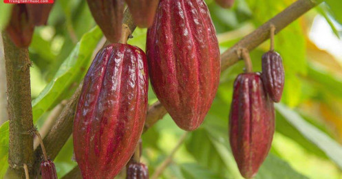 Áp lực nguồn cung đè nặng nông sản, ca cao mất hỗ trợ kỹ thuật