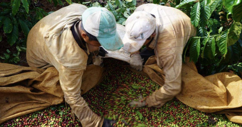 Xuất khẩu cà phê đạt gần 7 tỷ USD
