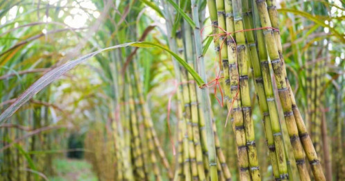 Theo các nhà giao dịch, thời tiết khô nóng hiện tại tại Brazil sẽ đẩy nhanh tiến độ thu hoạch và sản xuất đường