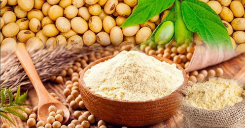 Đậu Tương: Cơ Hội Phục Hồi Từ Vùng Đáy, Nhưng Vẫn Treo Lơ Lửng Rủi Ro