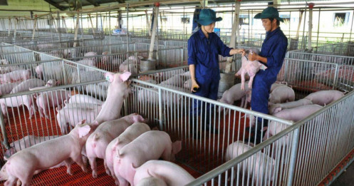 DBC được dự báo lãi tăng 108% lên 1.600 tỷ