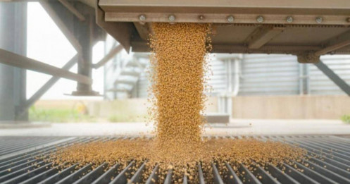 Trung Quốc và Mỹ: Căng thẳng thương mại liên quan đến đậu tươn