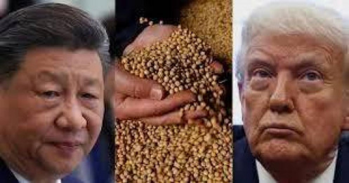 Nông dân Mỹ khủng hoảng vì Trung Quốc ngừng mua đậu nành: Xuất khẩu sụt giảm, Brazil hưởng lợi