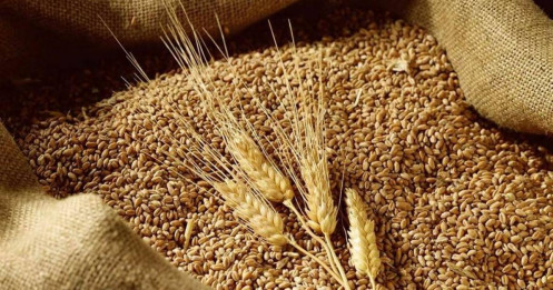 Lúa Mì Quý IV/2025: Dư Cung Toàn Cầu – Cơ Hội Ngắn Hạn Trong Vùng Quá Bán