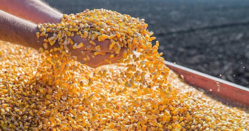 Thị trường ngô: ngô phục hồi nhờ sản xuất ethanol