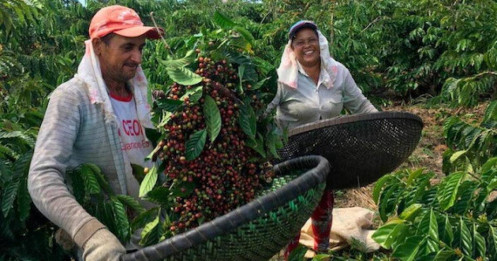 Khủng hoảng logistics tại Brazil: Các nhà xuất khẩu cà phê thiệt hại $221 triệu USD chỉ trong 1 tháng