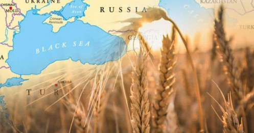 Thị trường Lúa mì: Nguồn Cung Dồi Dào Đè Nặng Giá, Xuất Khẩu Biển Đen Biến Động