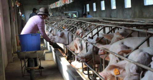 Ngành chăn nuôi 'kẹt tứ bề' giữa dịch bệnh, thiên tai