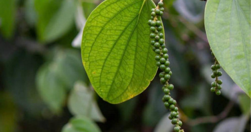 Giá tiêu hôm nay tăng ngày thứ hai liên tiếp, áp sát mốc 150.000 đồng/kg