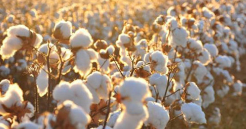 Giá bông chịu áp lực trong mùa thu hoạch