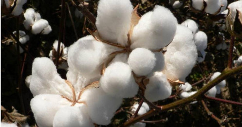 Giá bông, ca cao, đường 15/10: USD tăng và nhu cầu yếu gây áp lực thị trường, đường giảm vì sản lượng tăng