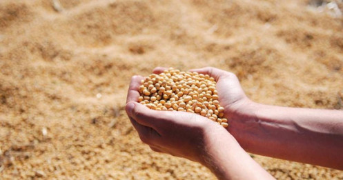 Thị trường nông sản 17/10: Argentina lo ngại sương lạnh ảnh hưởng lúa mì, đậu tương Mỹ hưởng lợi từ hạ nhiệt căng thẳng thương mại