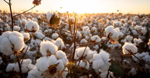 Giá bông tăng nhẹ nhờ USD yếu và điều kiện thời tiết khô ráo