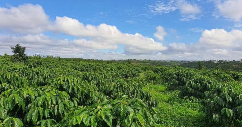 Cà phê Việt bứt tốc sang Mỹ, Brazil "hụt hơi" vì thuế quan