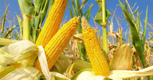 Thị trường nông sản hôm nay: Nga nâng dự báo lúa mì, đậu tương Mỹ trông chờ đàm phán thương mại, ngô chịu áp lực từ căng thẳng Mỹ–Colombia