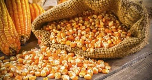Đậu tương và ngô kiểm định vùng then chốt, cà phê giữ đà tăng mạnh