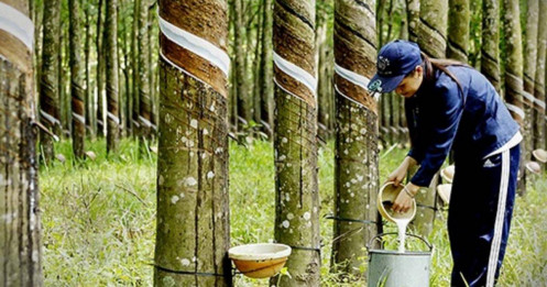 Thị trường cao su: Thị trường Châu Á nhích nhẹ, kì vọng phục hồi quý IV!