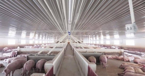 Đánh giá chiến lược và tiềm năng phát triển của cổ phiếu dabaco trong ngành chăn nuôi Việt Nam