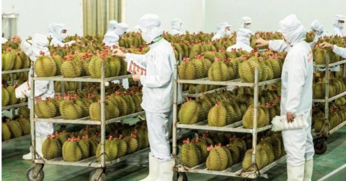 Cục Trồng trọt lên tiếng việc 'tắc' gần 2.000 container sầu riêng