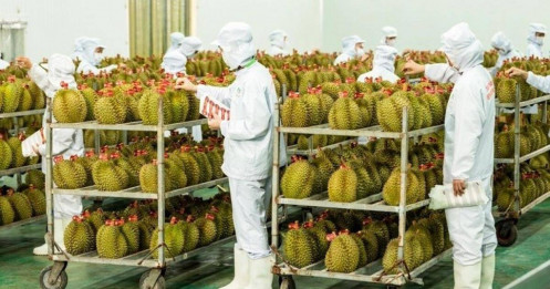 Cục Trồng trọt lên tiếng việc 'tắc' gần 2.000 container sầu riêng