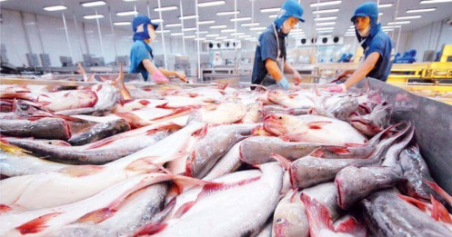 Xuất khẩu cá tra có thể phục hồi mạnh vào quý 4/2025?