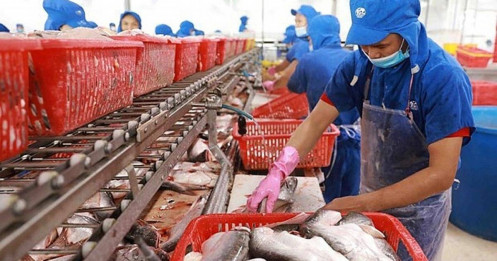 Công ty xuất khẩu cá tra lớn nhất Việt Nam báo lãi tăng vọt 33%