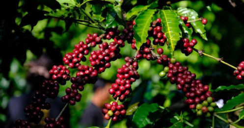 Giá cà phê có thể giảm thêm, thỏa thuận thương mại Lula - Trump và mưa tại Brazil gây áp lực