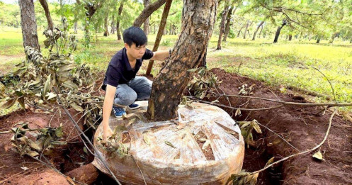 Tập đoàn FLC cần có giải pháp bảo vệ rừng thông bonsai thường xuyên bị mất trộm