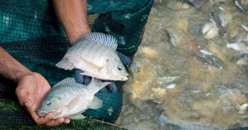 Trung Quốc ‘tê liệt’ mảng xuất khẩu cá rô phi sang Mỹ, ‘Vua cá tra’ Việt Nam nhảy vào nhanh chóng kiếm hơn 1.000 tỷ