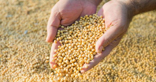Đậu tương Mỹ giảm sau thỏa thuận Mỹ - Trung: “Mua tin đồn, bán tin thật”