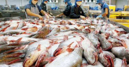 Trung Quốc “tê liệt” xuất khẩu cá rô phi sang Mỹ, “Vua cá tra” Việt Nam tranh thủ kiếm hơn 1.000 tỷ