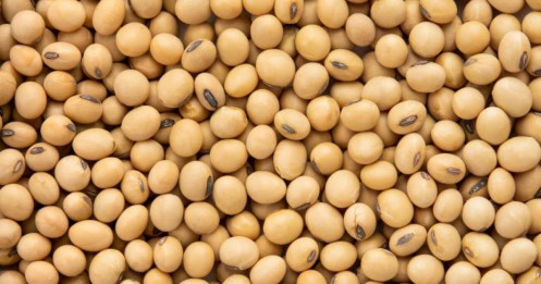 Thỏa thuận Mỹ Trung thành công - Trung Quốc mua lô đậu nành đầu tiên trong năm nay mở ra cơ hội tăng giá cho đậu nành