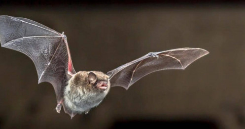 Phát hiện virus corona mới ở dơi Brazil: Mang gen giống COVID-19, cảnh báo nguy cơ tiềm ẩn