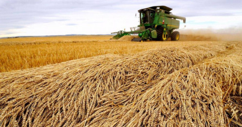 Trung Quốc Trở Lại Thị Trường Lúa Mì Mỹ: Tín Hiệu Hồi Sinh Cho Thương Mại Nông Sản Toàn Cầu