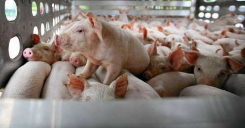 "Đại gia" chăn nuôi kiếm tiền ra sao trong quý 3?