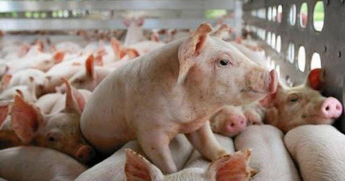 Giá thịt heo giảm sâu, ai thắng – ai thua trong 9 tháng đầu năm?