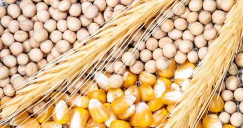 Lúa mì áp sát vùng quyết định; Cà phê và Ca cao “nén lực” chờ sóng bứt phá giữa tâm bão Kalmaegi