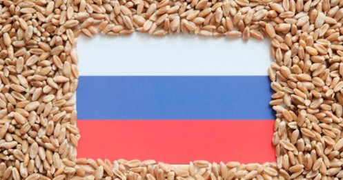 Nga giữ giá thấp để duy trì xuất khẩu lúa mì trong bối cảnh kinh tế đóng băng – 06/11/2025