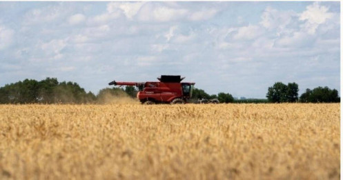 Trung Quốc mua lô lúa mỳ Mỹ đầu tiên sau một năm