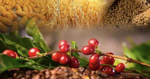 Nông sản giằng co trước thỏa thuận Mỹ–Trung, cà phê chuẩn bị cho pha tăng mới