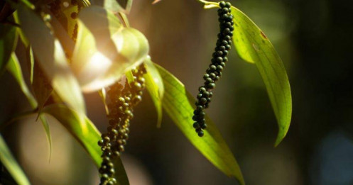 Giá tiêu duy trì ổn định quanh ngưỡng cao