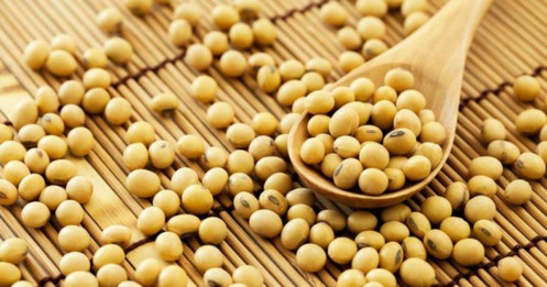 Đậu Tương: Lực Mua Bắt Đáy Hỗ Trợ Giá – Trung Quốc Nhập Khẩu Kỷ Lục, Xu Hướng Tăng Dần Hình Thành