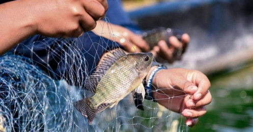 Kỷ lục 5 năm: Một mặt hàng Việt Nam tăng phi mã 174% tại Mỹ