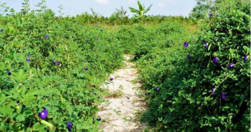 Từ 2026, nông dân, hợp tác xã và doanh nghiệp sản xuất trực tiếp được hưởng ưu đãi thuế đất nông nghiệp