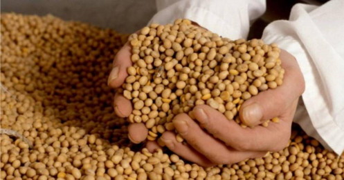 Thị trường nông sản: Lúa mì chịu áp lực nguồn cung Biển Đen – Đậu tương Mỹ yếu thế trước Brazil, ngô chờ báo cáo USDA