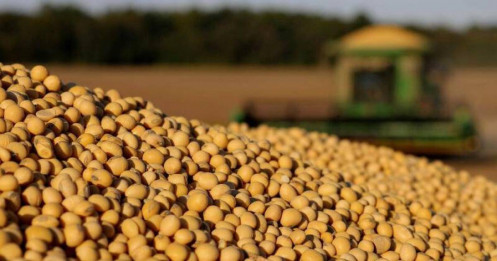 COFCO chi hơn 10 tỷ USD mua nông sản Brazil — tín hiệu lạnh nhạt với hàng Mỹ