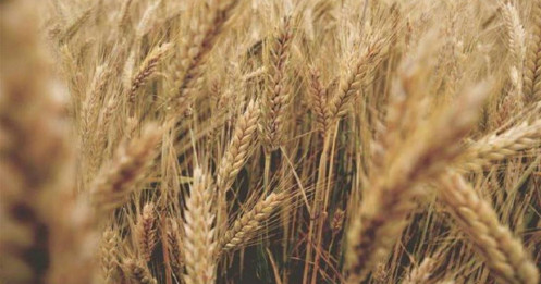 Lúa Mì Tăng Nhẹ Trước Thềm Báo Cáo WASDE – Tâm Điểm Dồn Vào Sản Lượng Và Tồn Kho Toàn Cầu