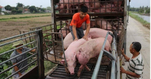 Giá heo hơi chạm đáy 5 năm, người nuôi thua lỗ